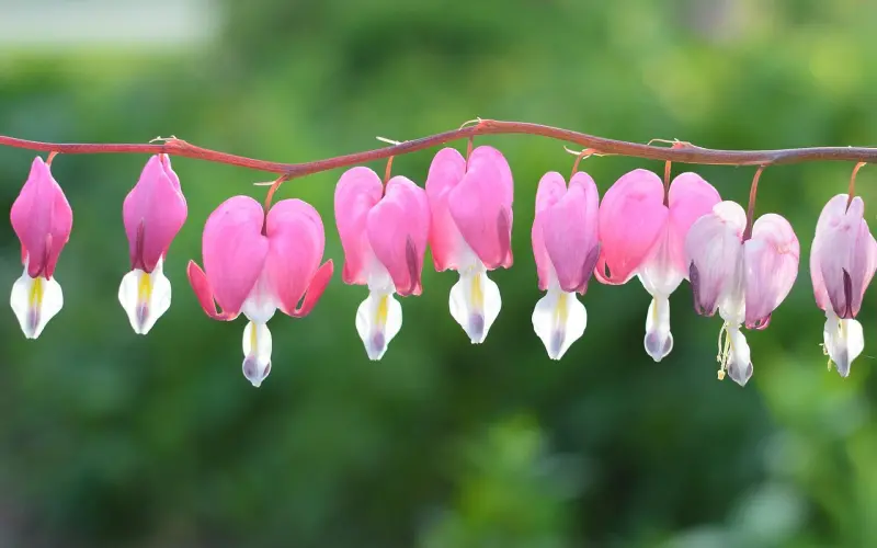 出轨老公该怎么挽回：老公出轨坚决要离婚，该怎么挽回老公的心