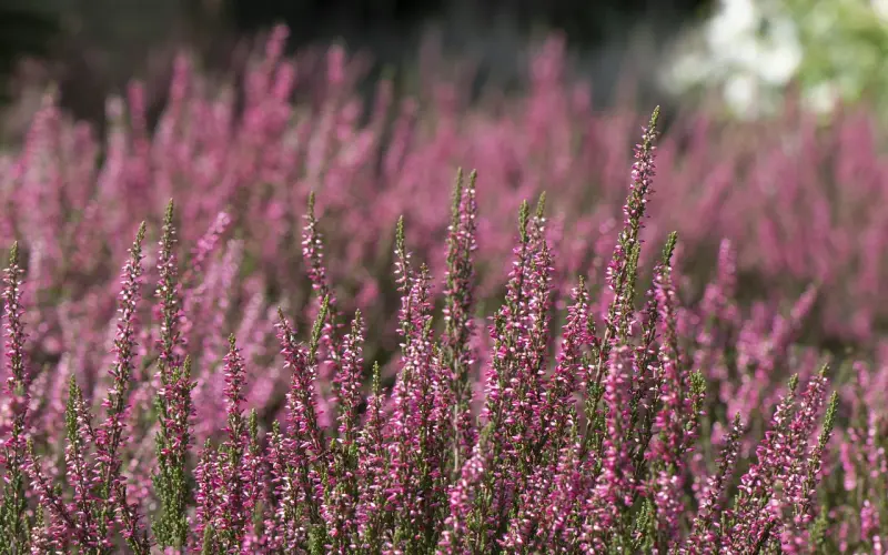 分手后悔了如何挽回前任？花镇情感导师独家挽回攻略