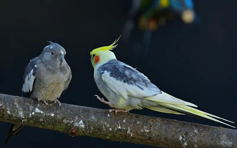 如何挽回前男友的心？全面解析情感修复操作方法