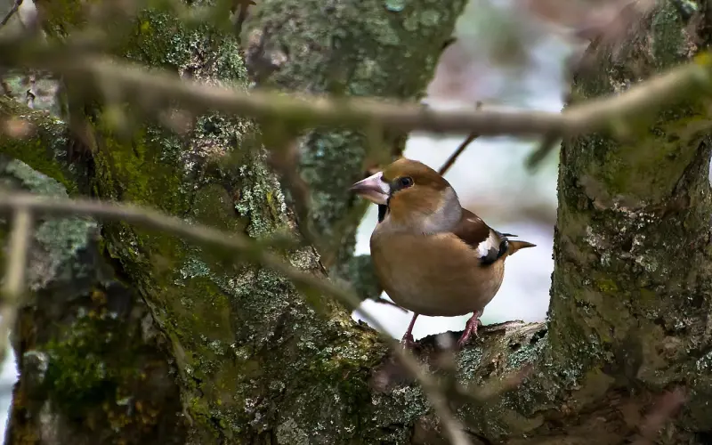 如何挽回女友：如何挽回已死心的女友，必学挽回技巧