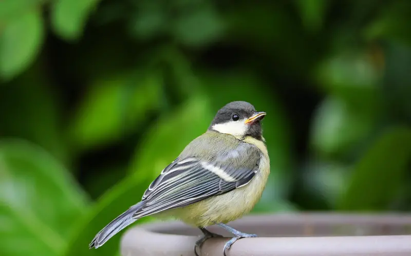 如何挽回绝情女友？快进来学一学！