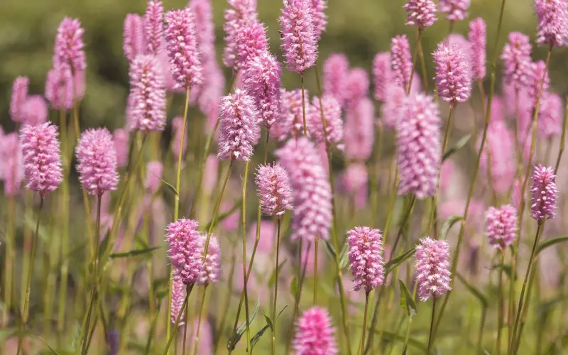 如何挽回异地恋男友？花镇给你支招！