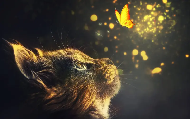 怎样在离婚冷静期挽回妻子，实用操作方法分享