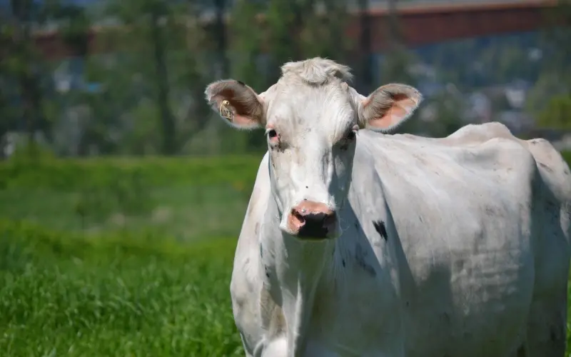 你女朋友是有多丑，怎么从未在你朋友圈出现？