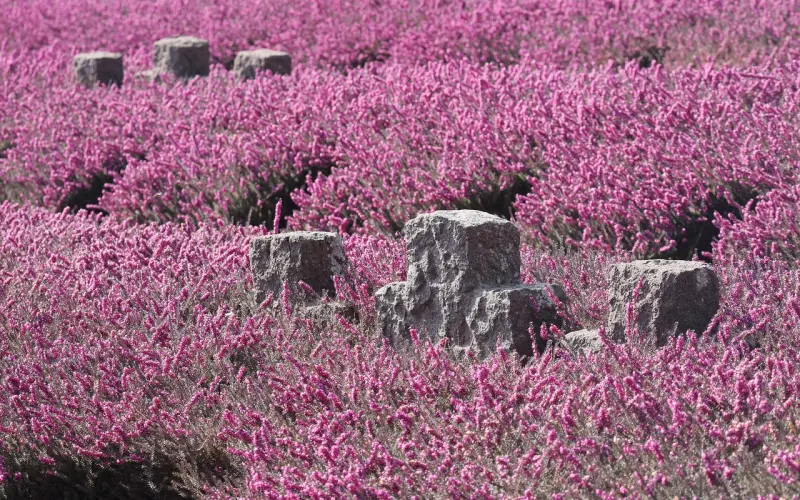 花镇情感挽回：爱情保鲜的五大秘籍