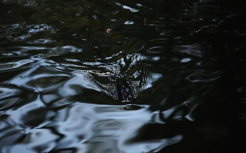 黄晓明被指中年王子病？霸道言论惹众怒...