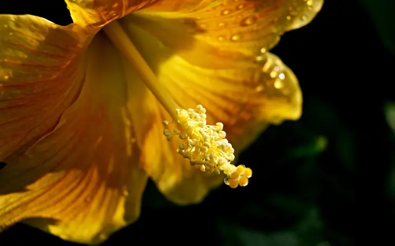 黄心颖出轨许志安，马国明或与黄心颖分手