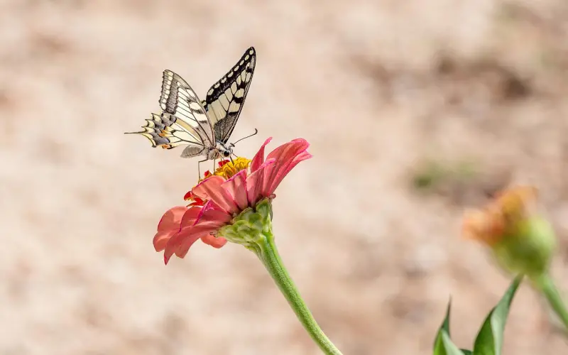 花镇情感导师：挽回爱情需要专业的指导