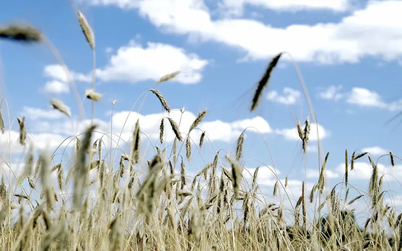 抵不过思念，才会说这四句话来暗示你，你听懂过吗？