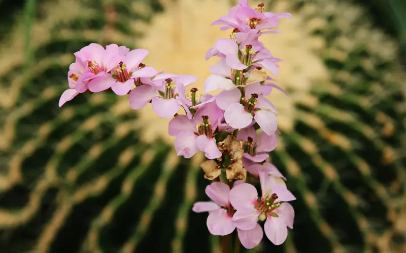 “我没初恋所以不甜”，为何你就没有初恋？