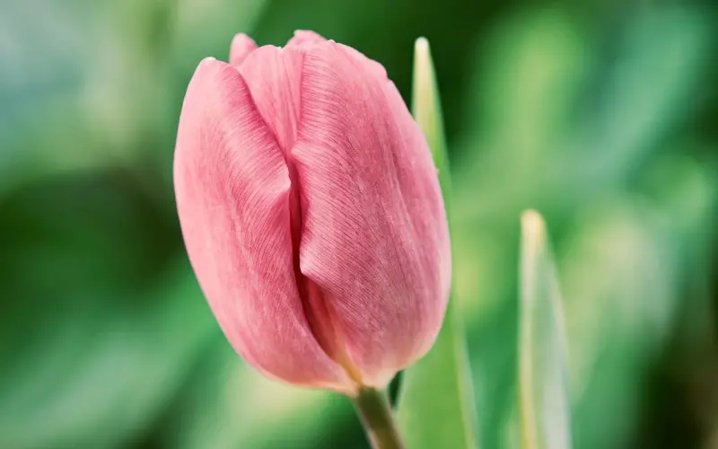 梦见要挽回前妻的老公了，该怎么办？