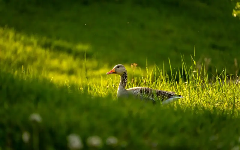 发现异地的女友和别的男生聊天很频繁，怎么破