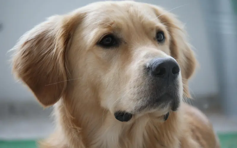 结婚前吵架闹分手，未婚夫现在要退婚了怎么办？