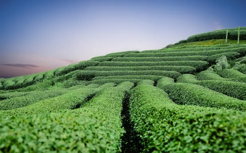 我能力外貌出众，却没绿茶婊活得滋润？