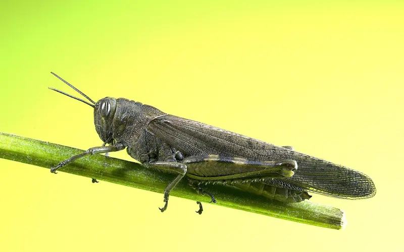 听说他妈帮他买了个媳妇