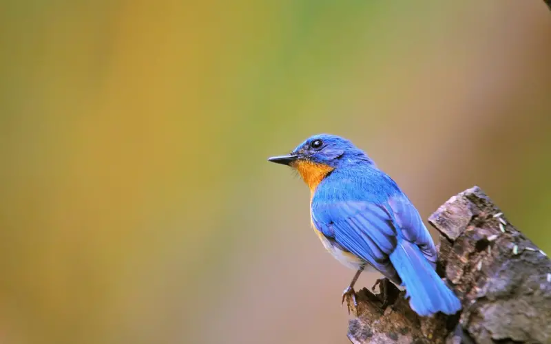 在苍老师那学到很多，也学错很多