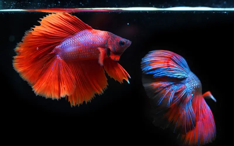 坐拥百万豪车的我，居然谈不到女朋友