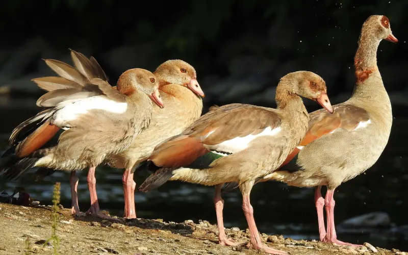 我说晚一点要孩子，公公婆婆就要老公和我离婚，我该怎么办