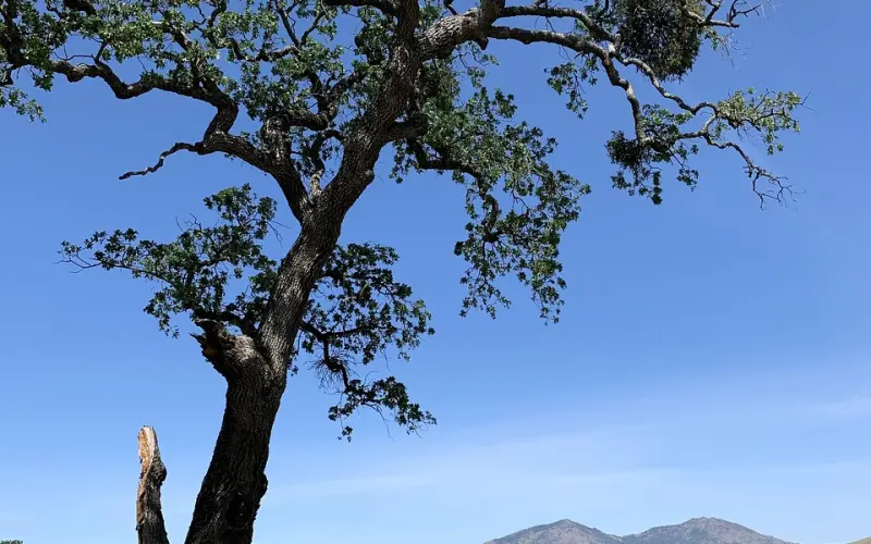 男人敢送你这三样东西，就是在暗示你：他要“撩”你