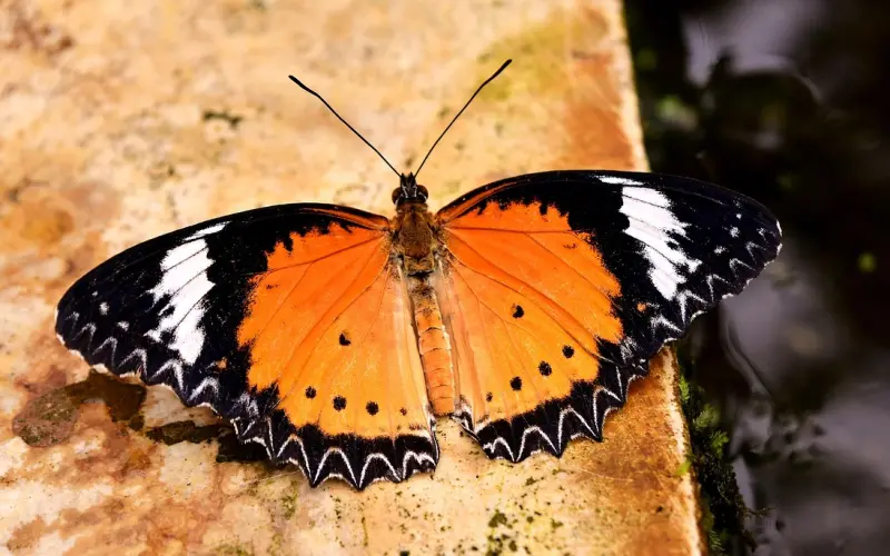 男人愿意把这四个“地方”愿意交给你，说明他是真的爱着你！