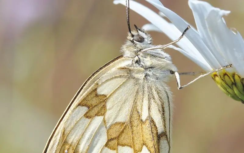 女人偷偷爱上你，会有意对你说这些话，一句比一句深情直白