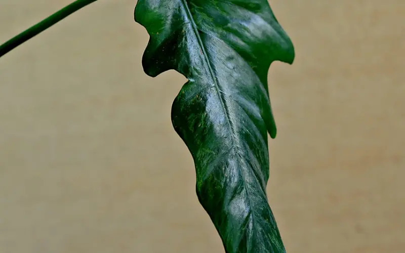 他要是不想离开，怎么舍得这样对你？