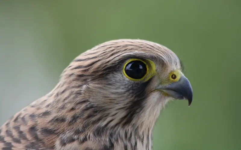 我，若在你心上