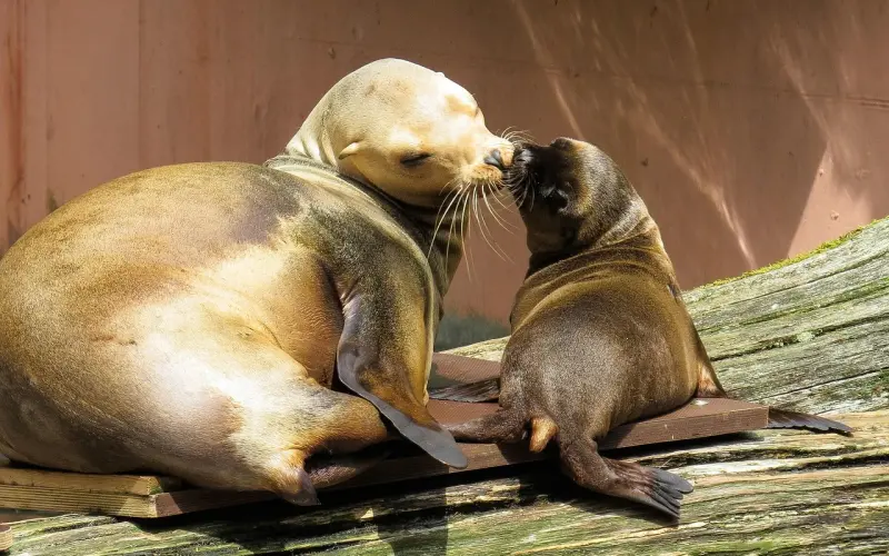能用一个吻解决的，就憋说话…
