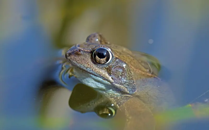 如果有人问你的另一半背叛了你，你会原谅吗？