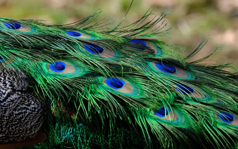 善良过了头，就是缺心眼