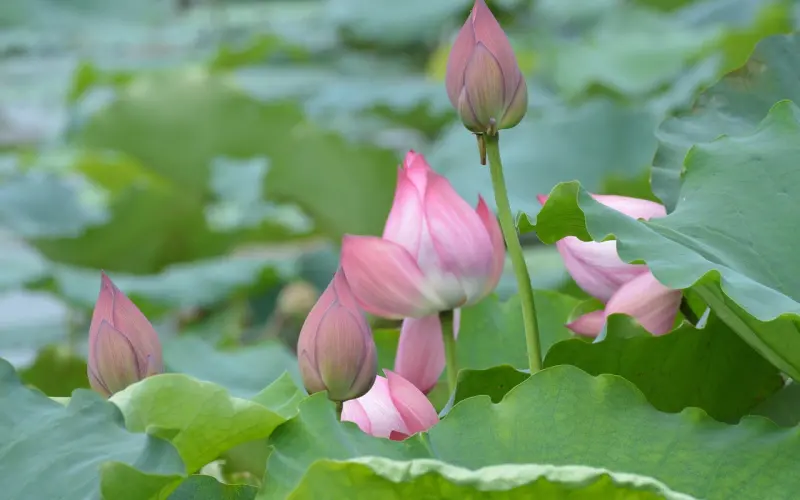 追女生表白反而会失败，这三招让你立马追到她