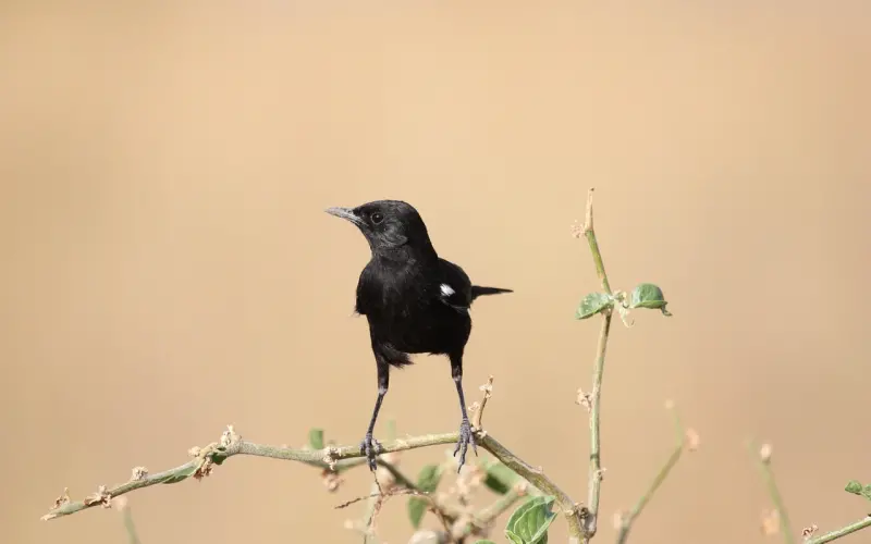 你这样聊天，迟早被拉黑！