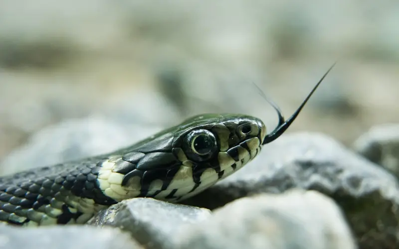 微信聊得好，汉子任你撩