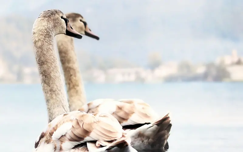 被人说了心里不爽，该怎么优雅地怼回去？