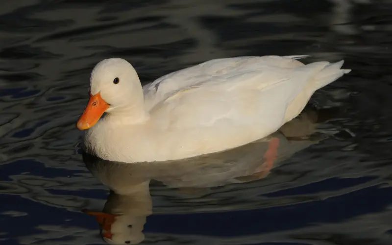 如果你喜欢一个男人，你会为他做什么？