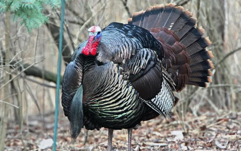 想要挽回爱情，从现在起，别再无理取闹了