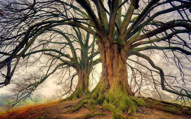 父母反对别急着分手，这样挽回男友主动为你说话！