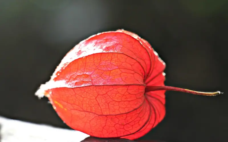 揭露血一样的恋爱真相：钱真的重要吗？