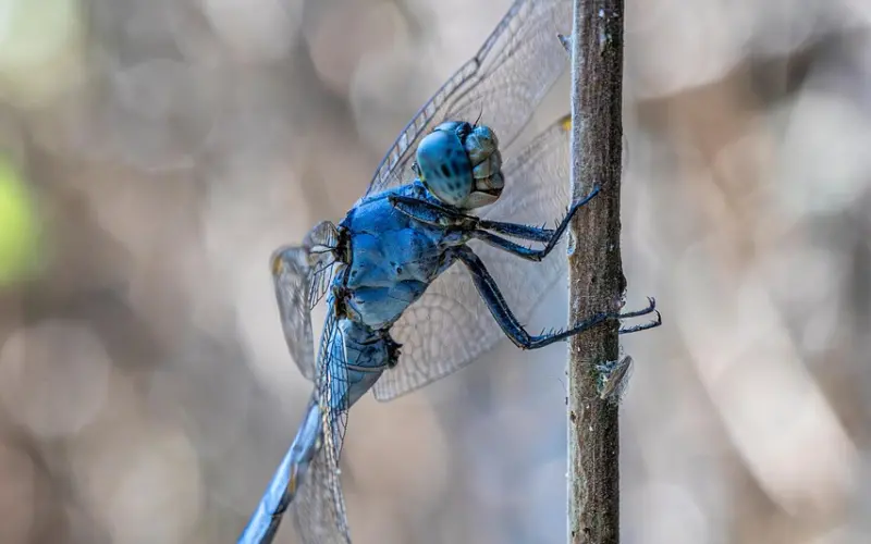 面对渣男，为什么你还死心塌地？