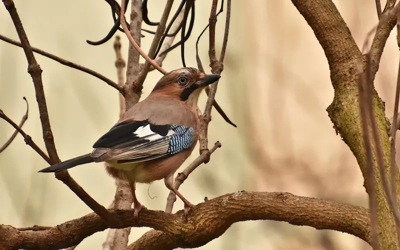 一句话，揭露择偶的真相！
