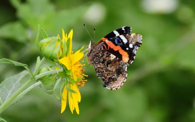 约会当备胎撑场面？女生带闺蜜？