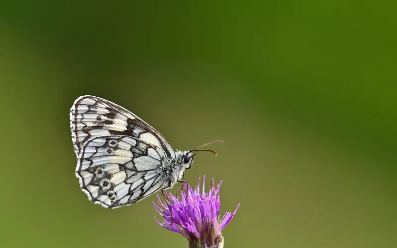 二次吸引过程中适合送对方礼物吗？