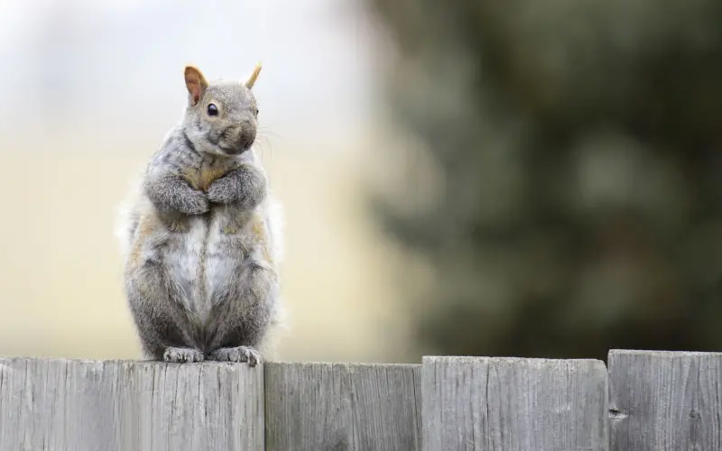 分手之后做朋友还有可能复合吗