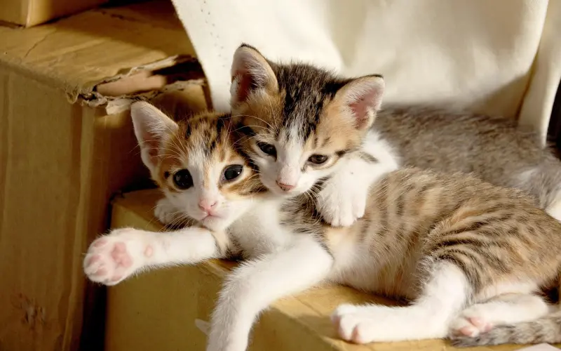 老公出轨前任是真爱吗？老公会回心转意吗？