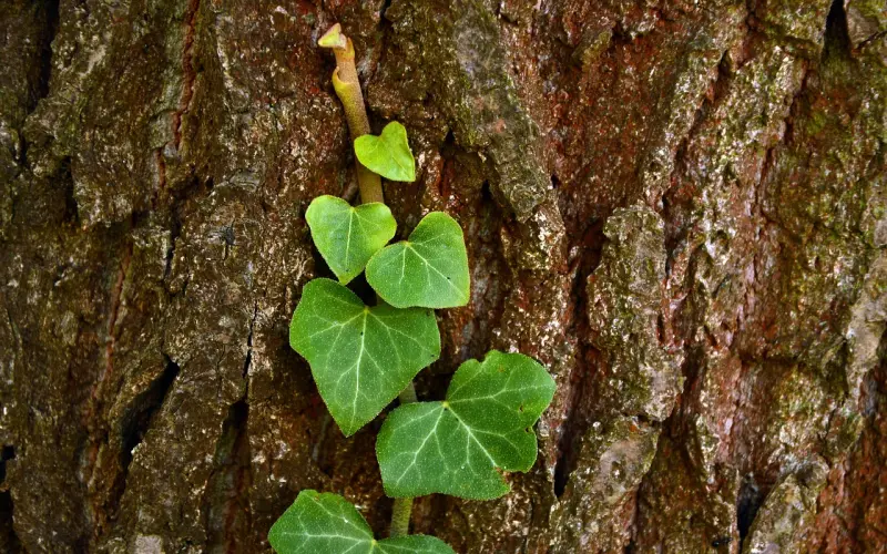包皮太长让人受不了？这份最全攻略送给你