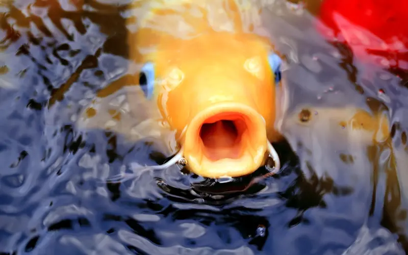 “和这种人谈恋爱，简直要命”