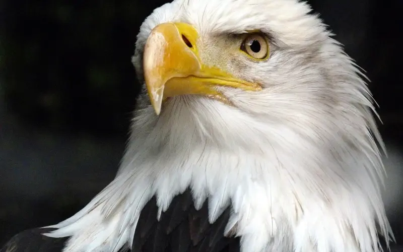 你不是没有安全感，而是想要的太多