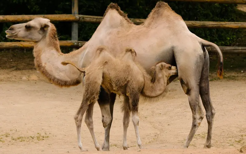 只需五招，让男人彻底迷恋上你，一辈子都不舍得离开