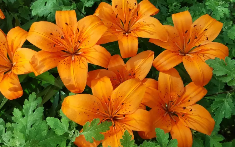 你就和新欢过520吧，我年轻，我过六一