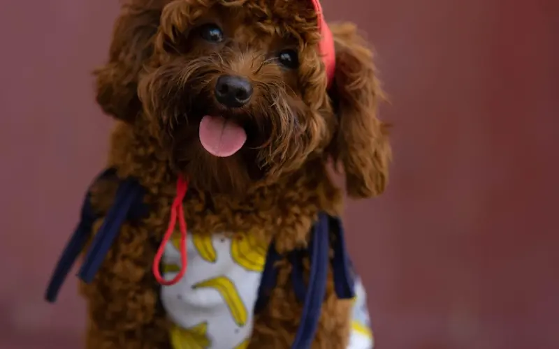 深夜话题：给喜欢的人悄悄说一句情话吧！